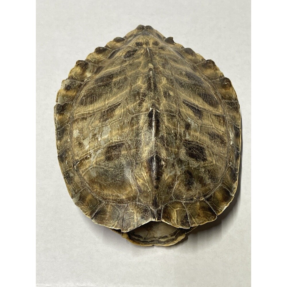 Vintage Turtle Shell